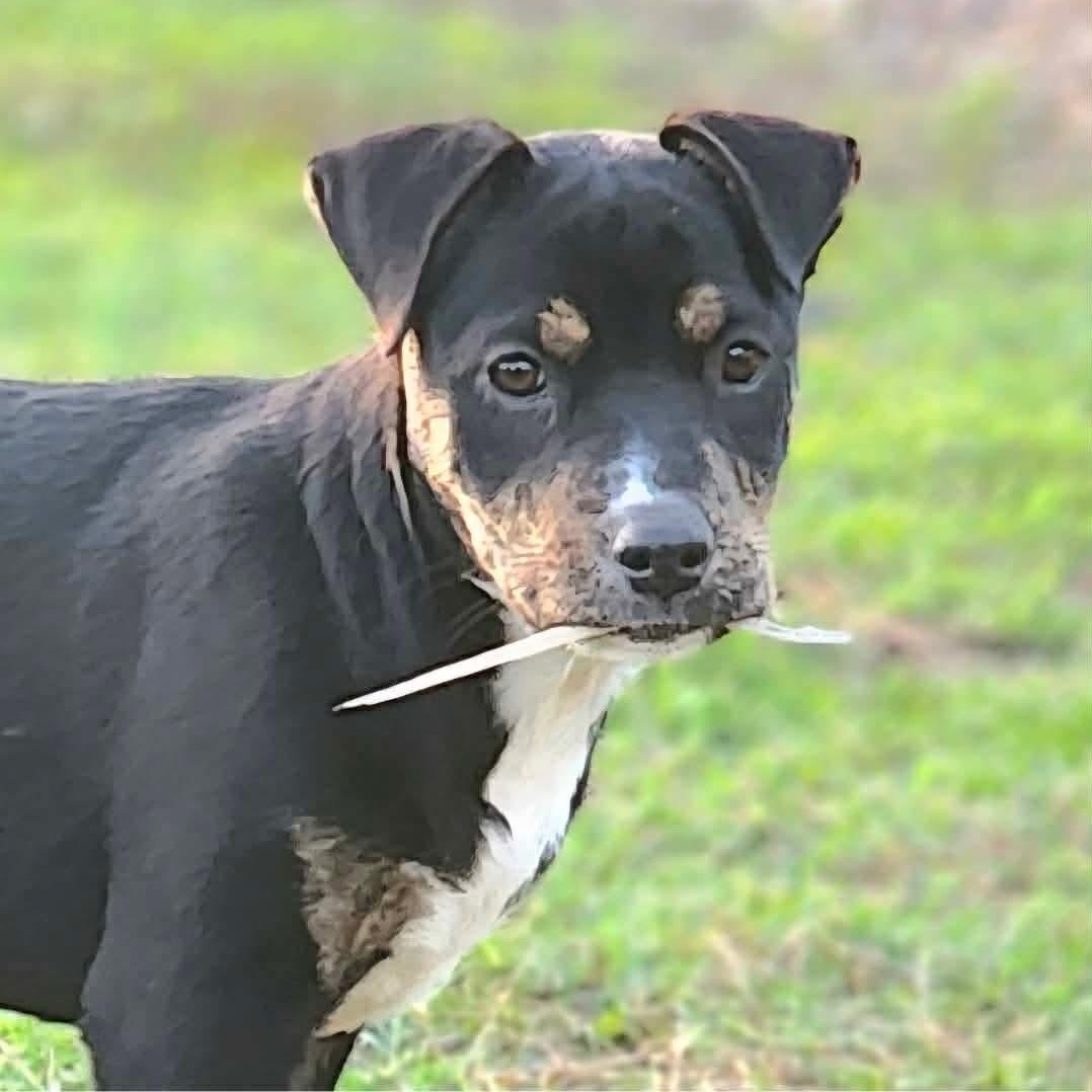 Enlarge Skor, a Adoptable mixed breed in Bensalem, PA image 1/6