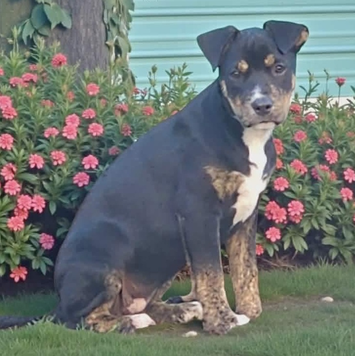 Enlarge Skor, a Adoptable mixed breed in Bensalem, PA image 3/6