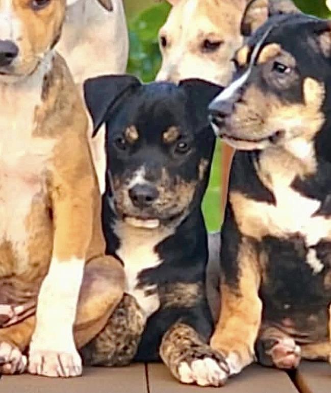 Enlarge Skor, a Adoptable mixed breed in Bensalem, PA image 6/6