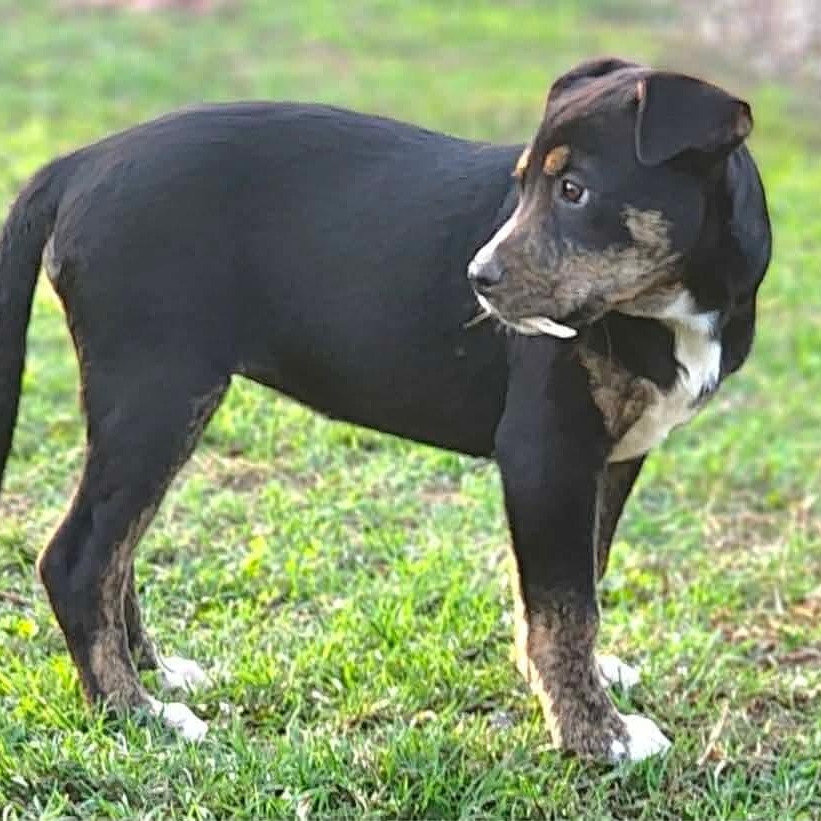 Enlarge Skor, a Adoptable mixed breed in Bensalem, PA image 2/6