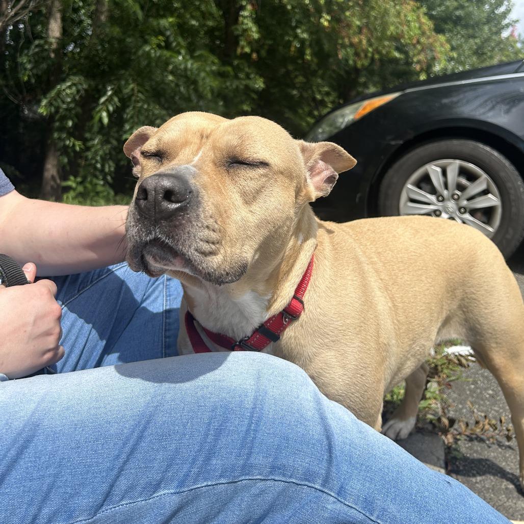 Enlarge Rose, a Adoptable Mixed Breed in Fredericksburg, VA image 1/6