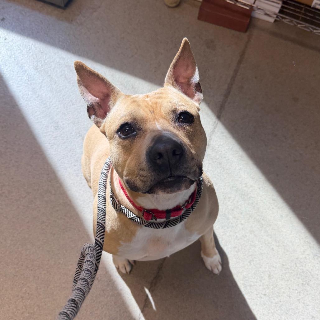Enlarge Rose, a Adoptable Mixed Breed in Fredericksburg, VA image 2/6