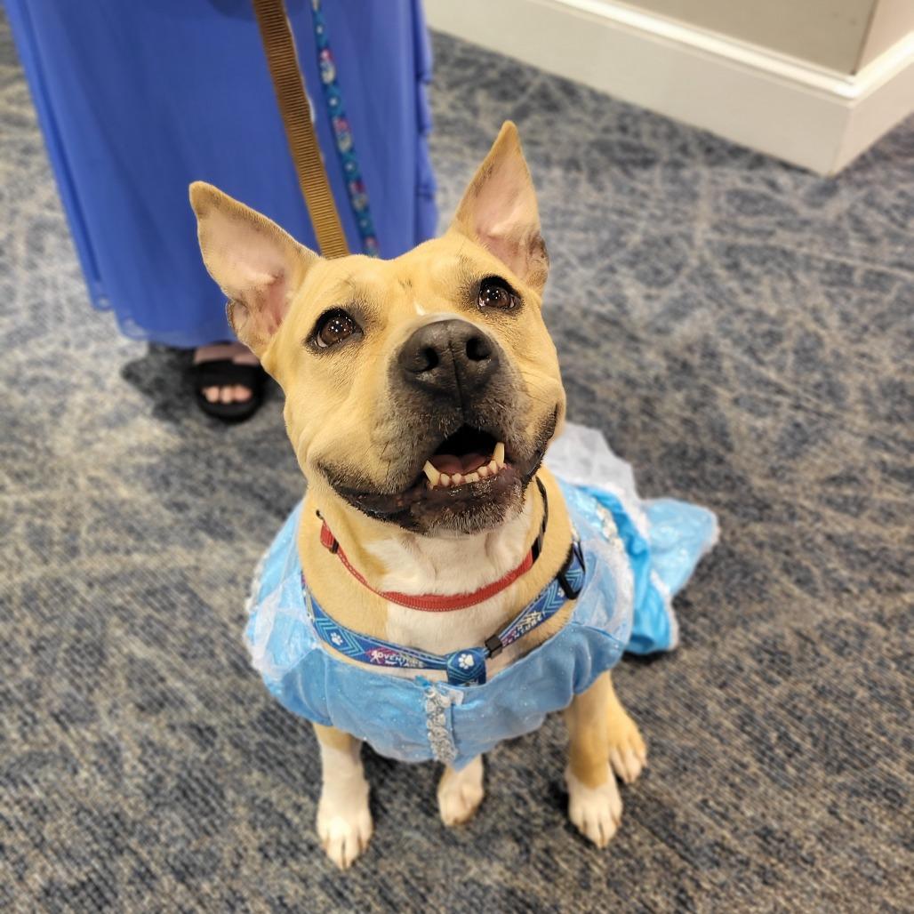 Enlarge Rose, a Adoptable Mixed Breed in Fredericksburg, VA image 4/6