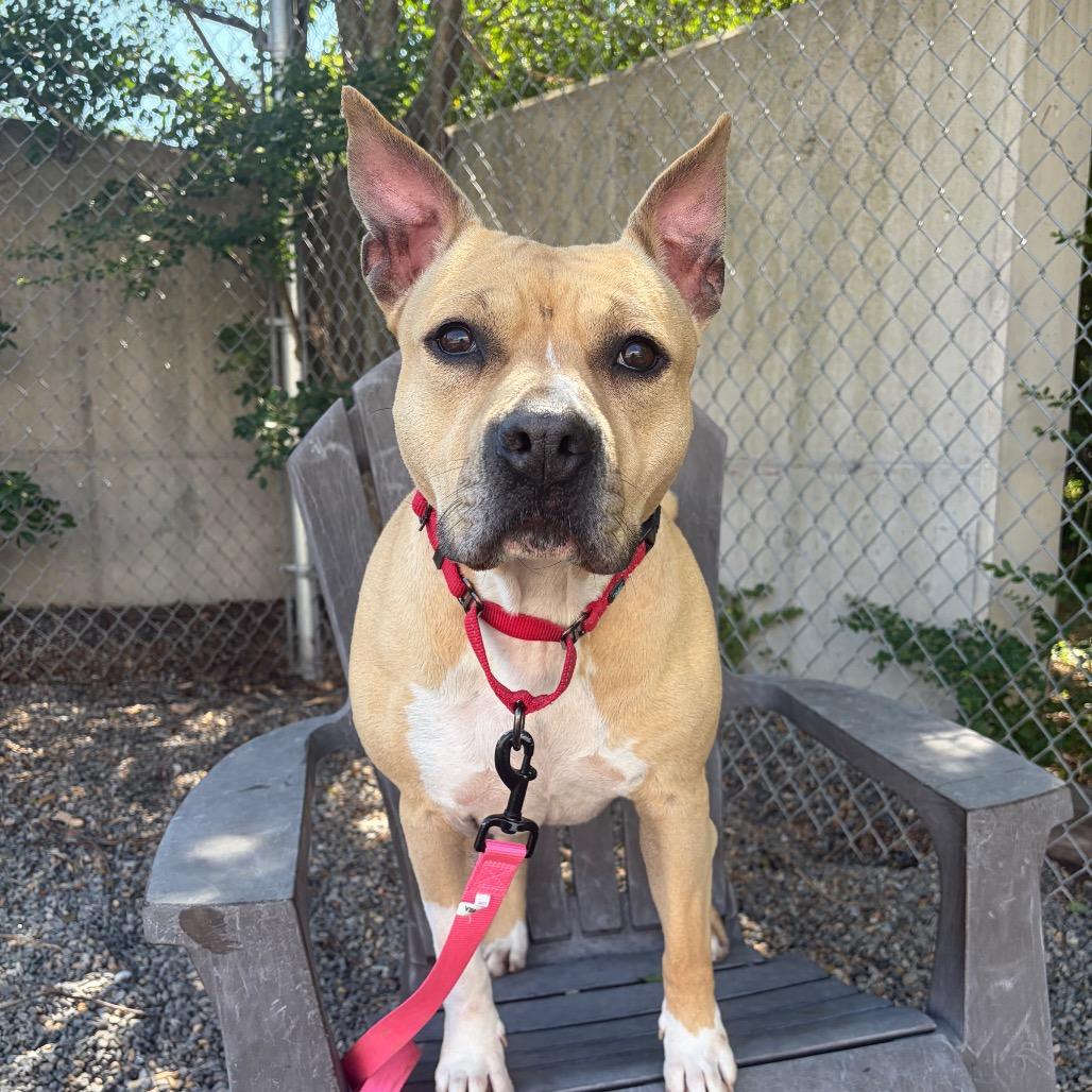 Enlarge Rose, a Adoptable Mixed Breed in Fredericksburg, VA image 5/6