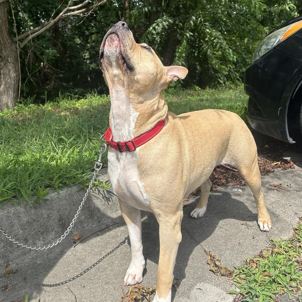 Enlarge Rose, a Adoptable Mixed Breed in Fredericksburg, VA image 6/6