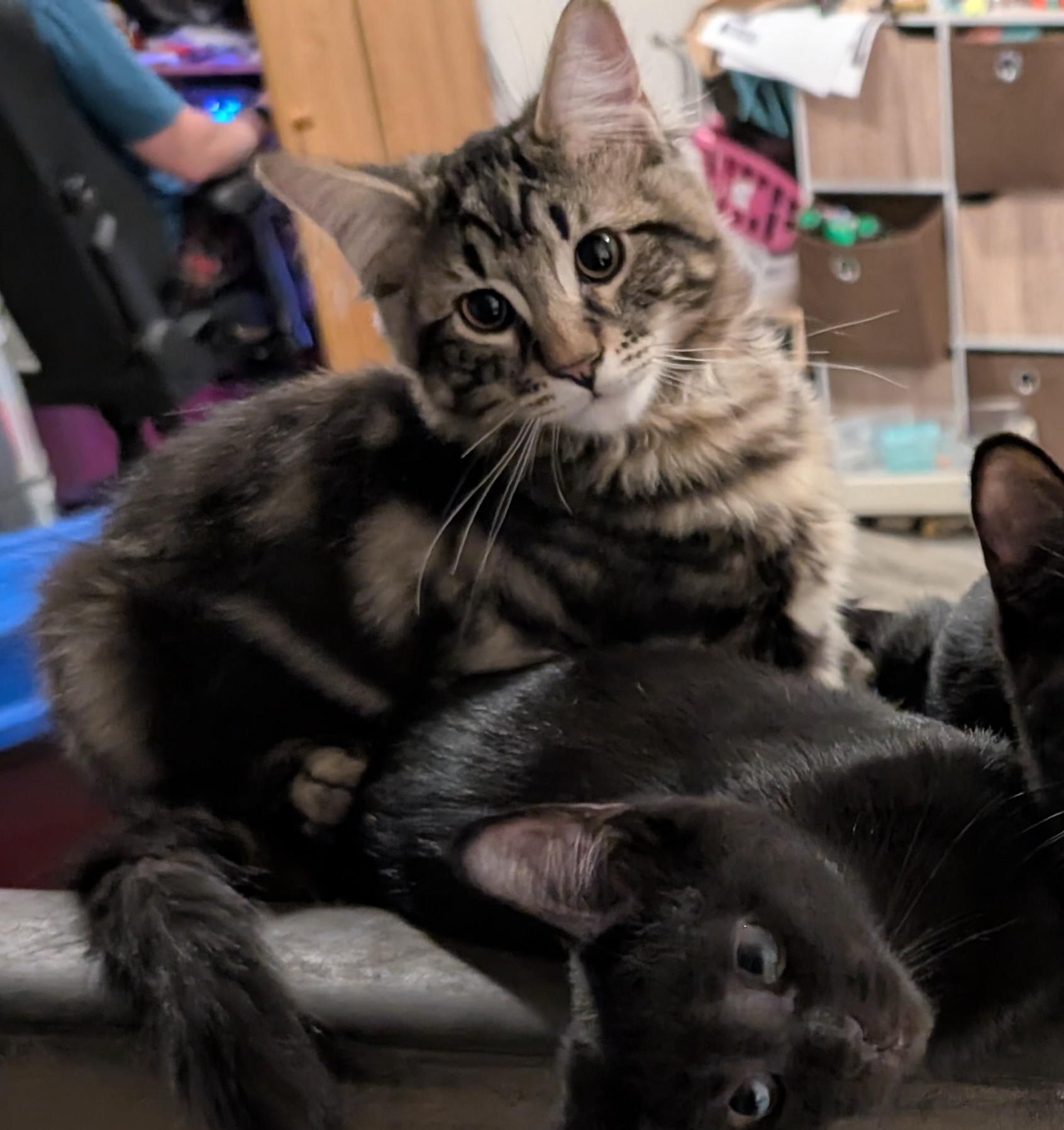 Odin, adopted, Kitten Male Domestic Medium Hair.