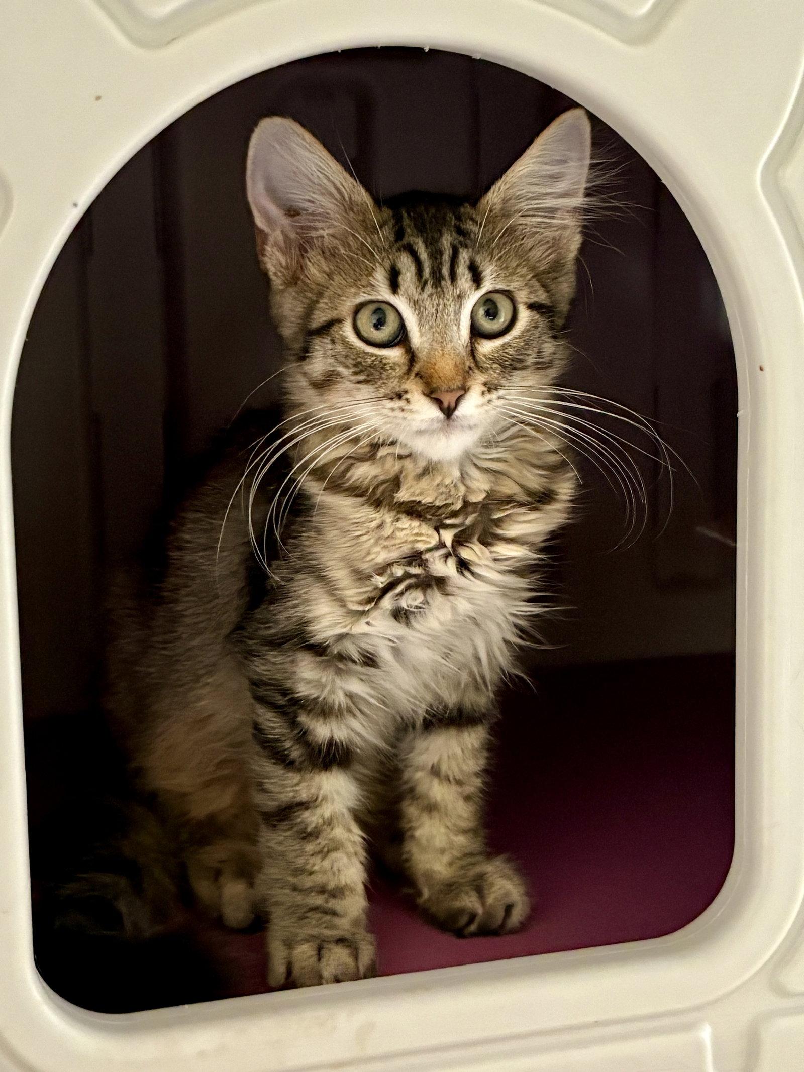 Oak, Adoptable, Kitten Male Domestic Medium Hair.