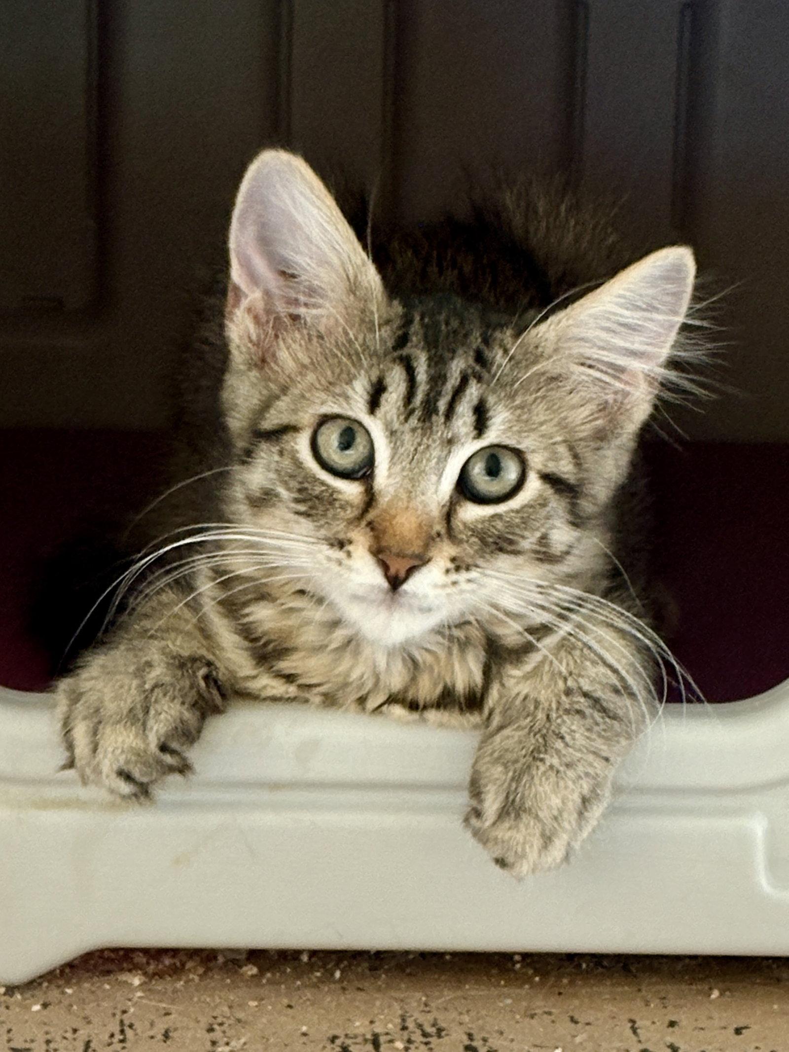 Enlarge Oak, a Adoptable Domestic Medium Hair in Phoenix, AZ image 2/2