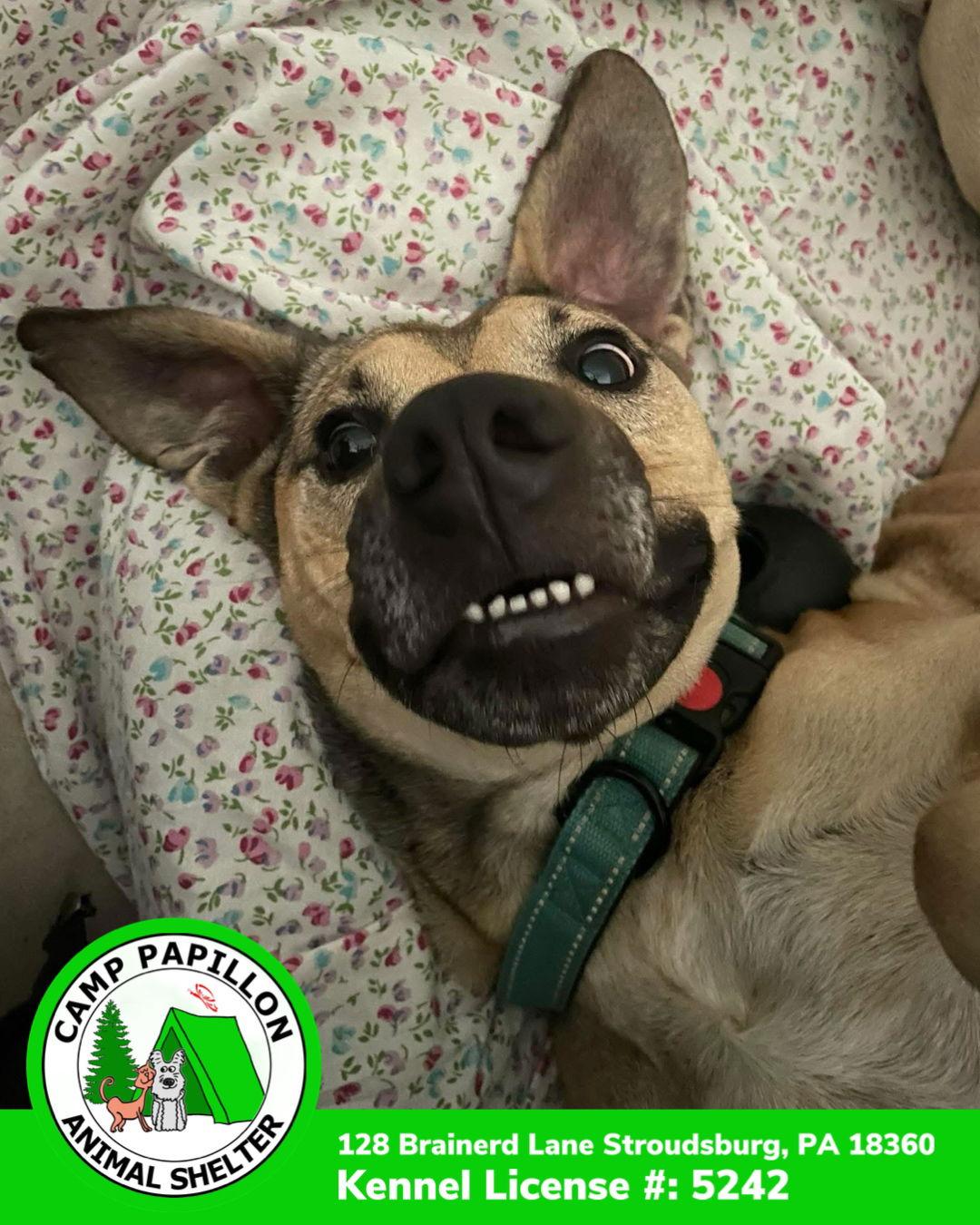 Dante, Adoptable, Adult Male Black Mouth Cur.