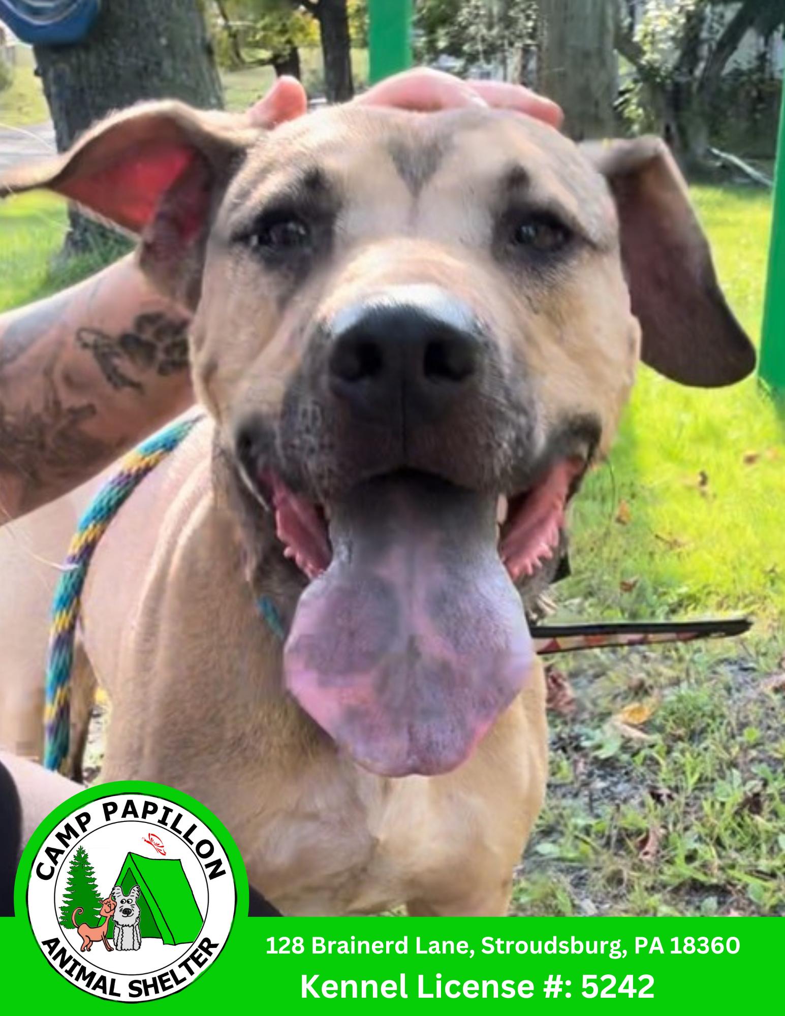 Enlarge Dante, a Adoptable Black Mouth Cur in Stroudsburg, PA image 2/3