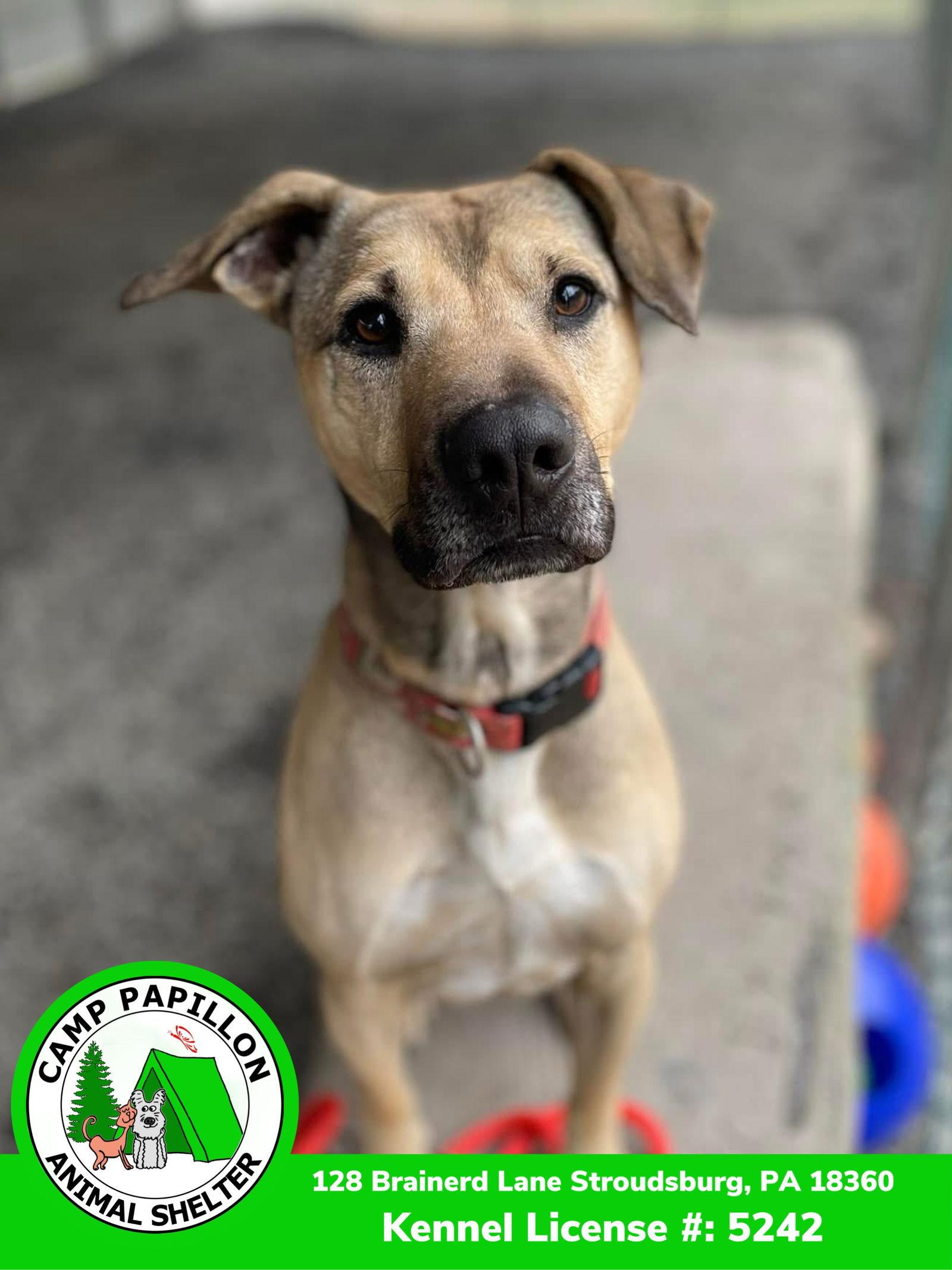 Enlarge Dante, a Adoptable Black Mouth Cur in Stroudsburg, PA image 3/3