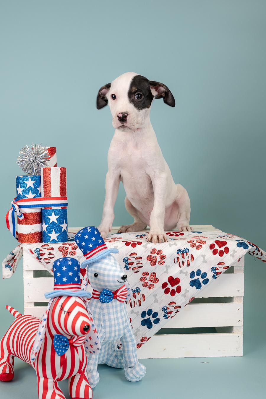 Enlarge 536-26, a ADOPTABLE mixed breed in Brighton, CO image 1/1