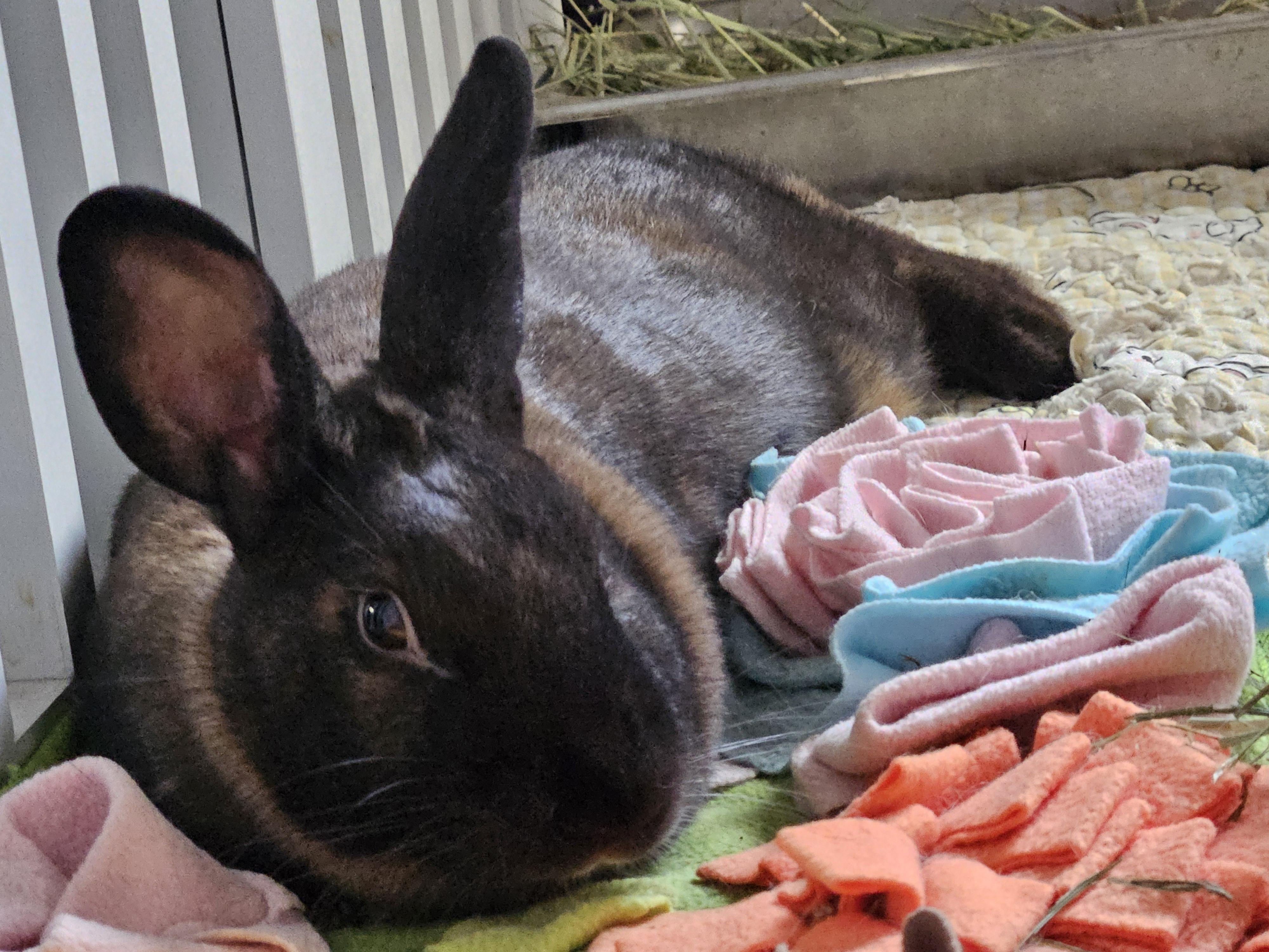 Bree, ADOPTABLE, Adult Female Bunny Rabbit.