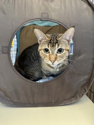 Enlarge Daislyn, an adoptable mixed breed in Buffalo, MN image 1/1