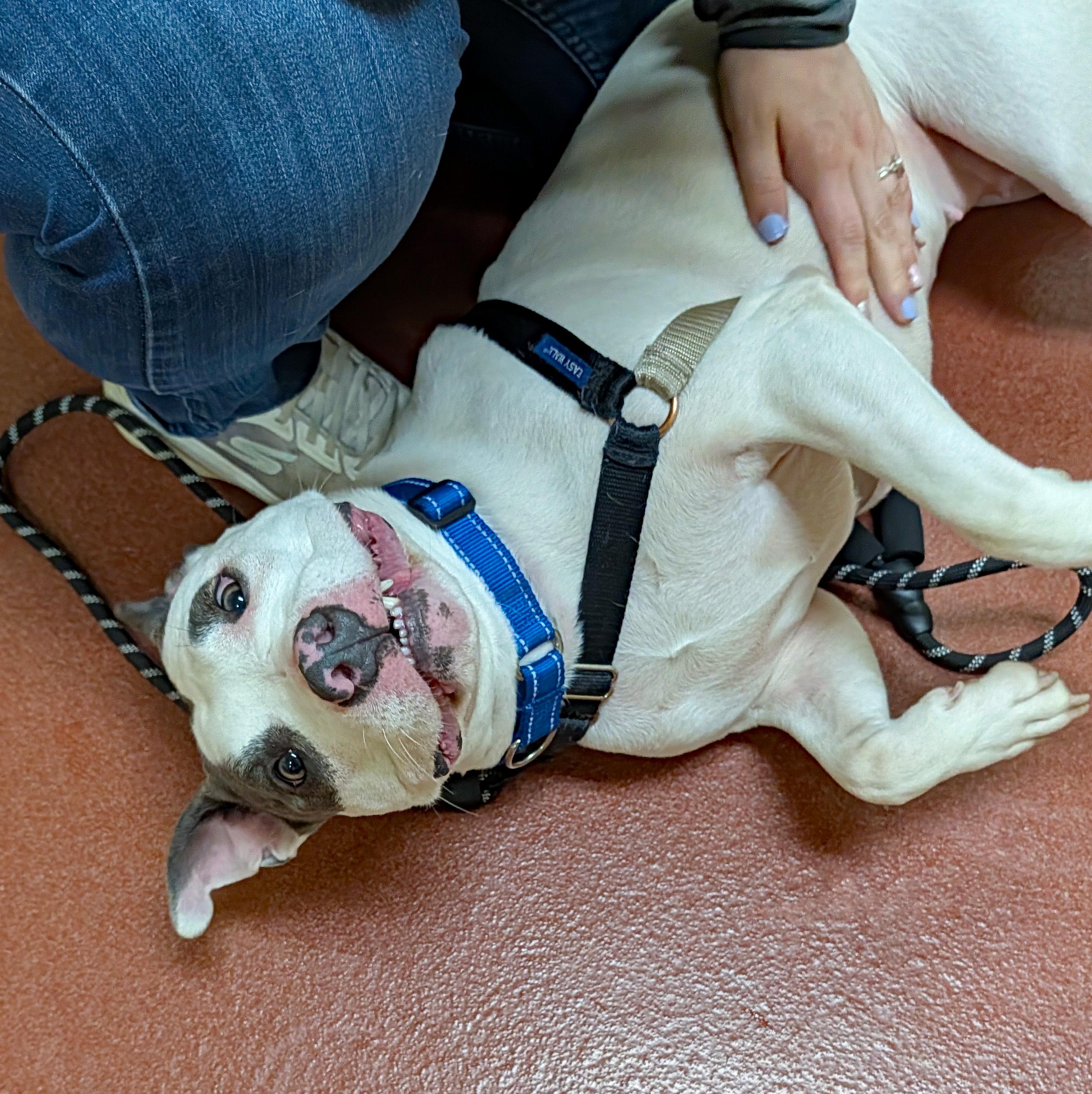 Enlarge Ziva, a ADOPTABLE Pit Bull Terrier in Accident, MD image 4/6