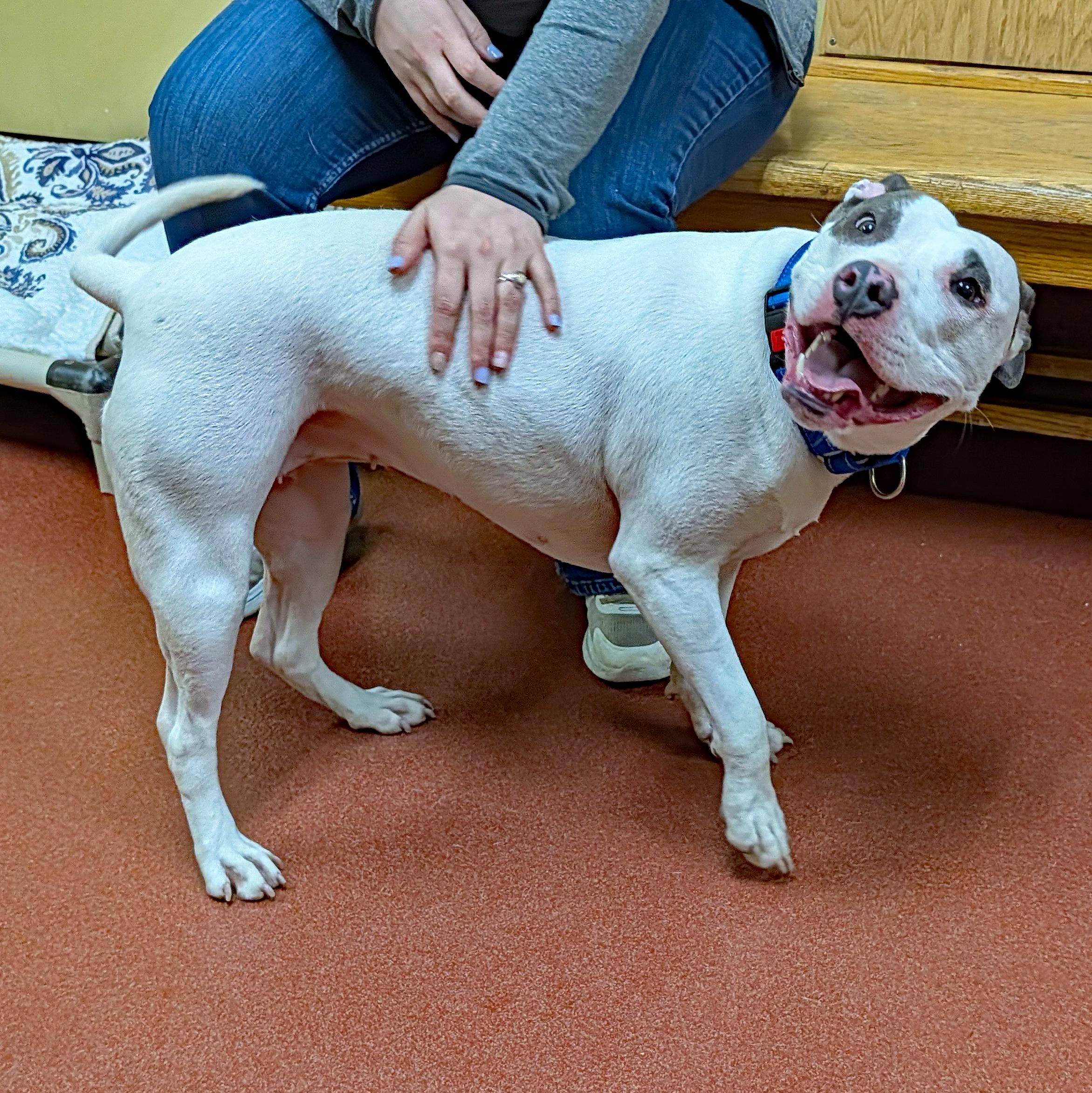 Enlarge Ziva, a ADOPTABLE Pit Bull Terrier in Accident, MD image 5/6