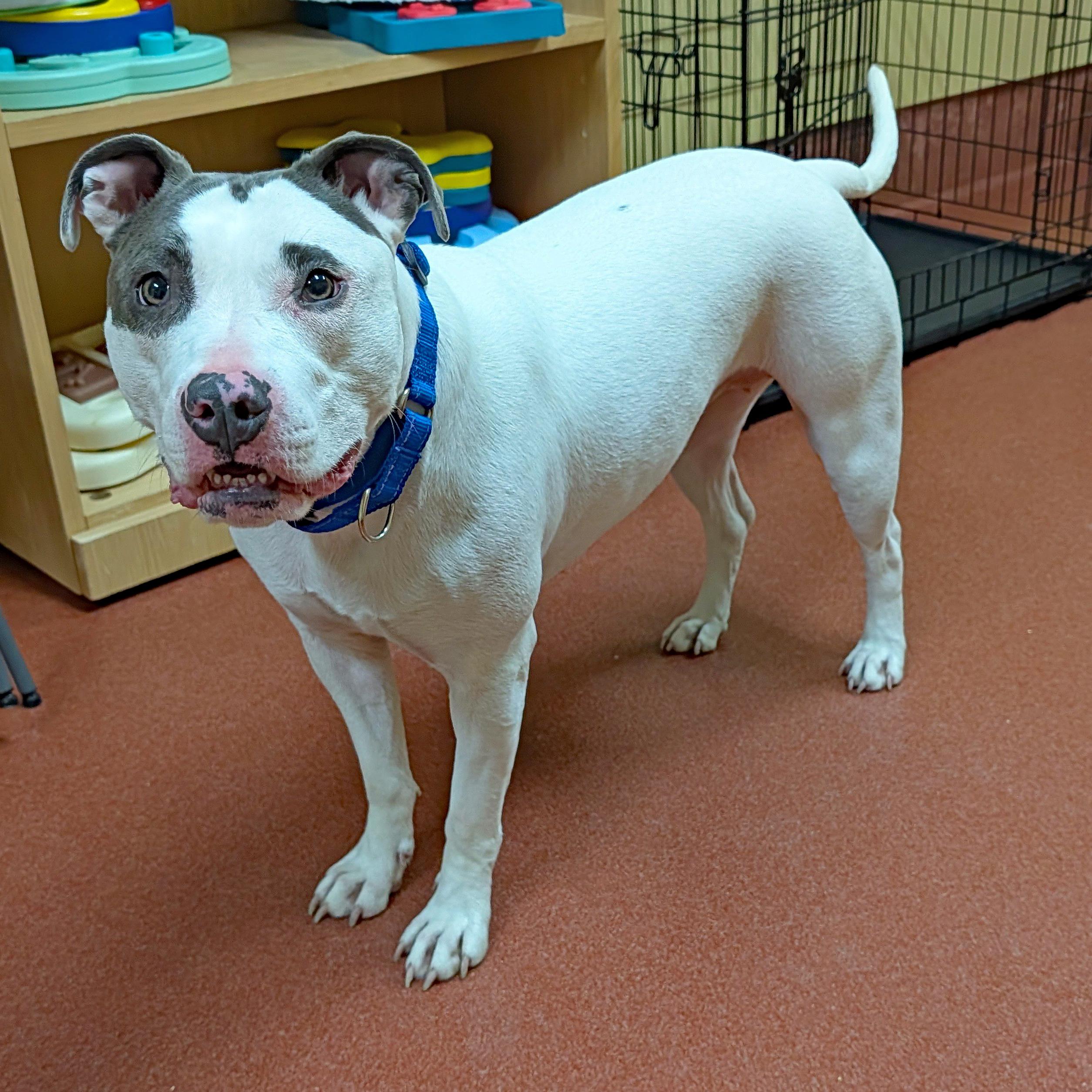 Enlarge Ziva, a ADOPTABLE Pit Bull Terrier in Accident, MD image 6/6