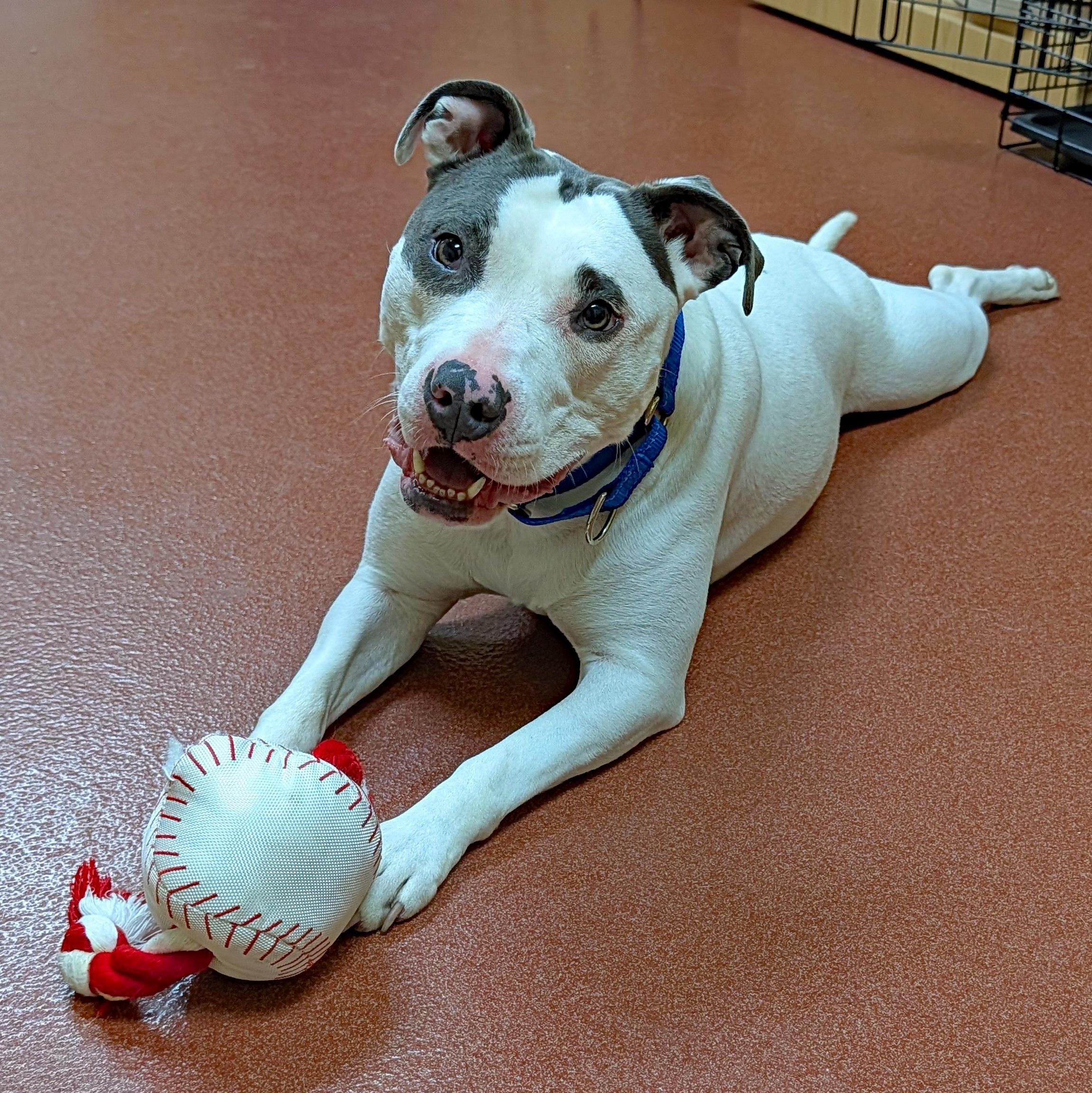 Enlarge Ziva, a ADOPTABLE Pit Bull Terrier in Accident, MD image 1/6