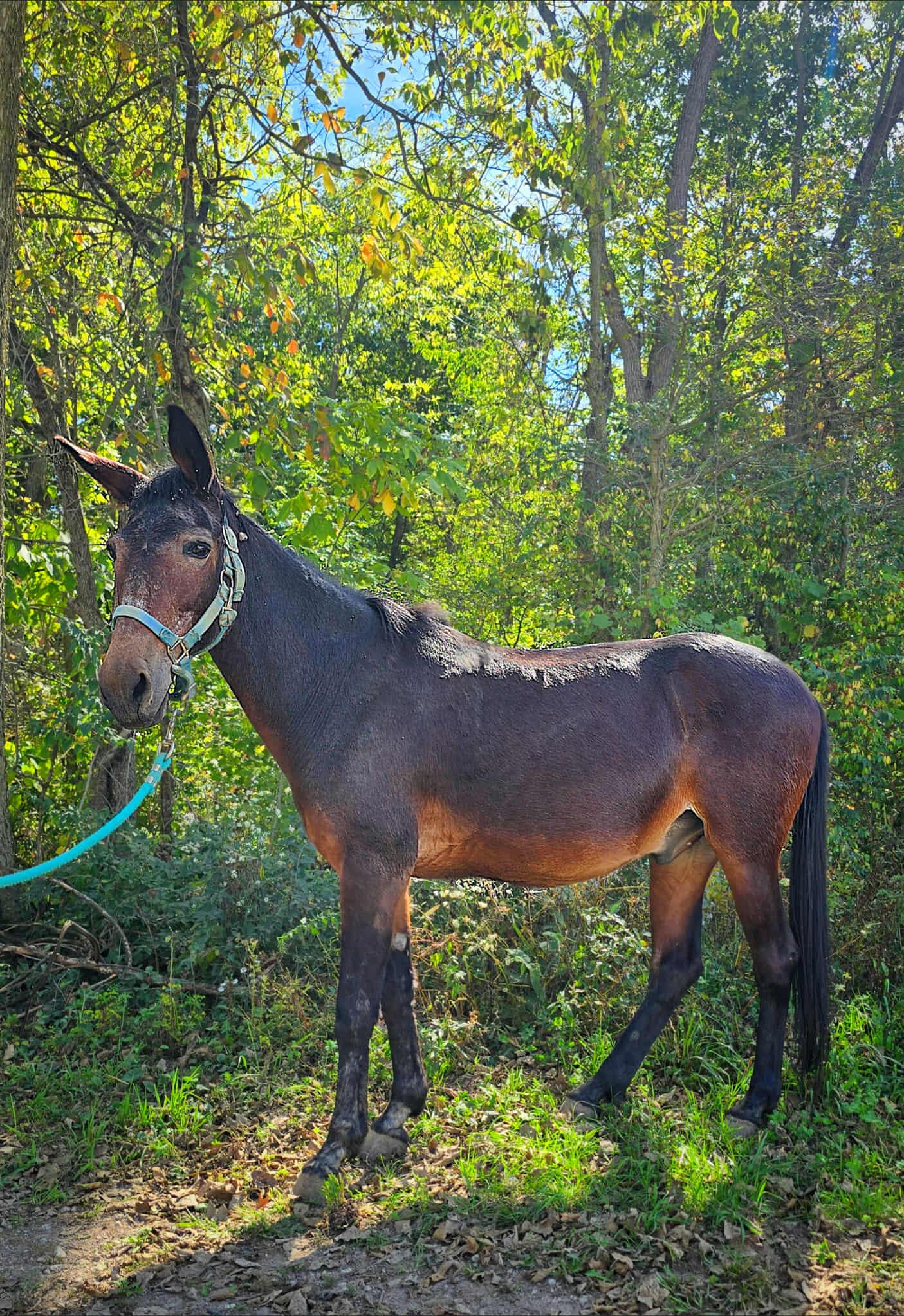 Rudy, Adoptable, Adult Male Mule.