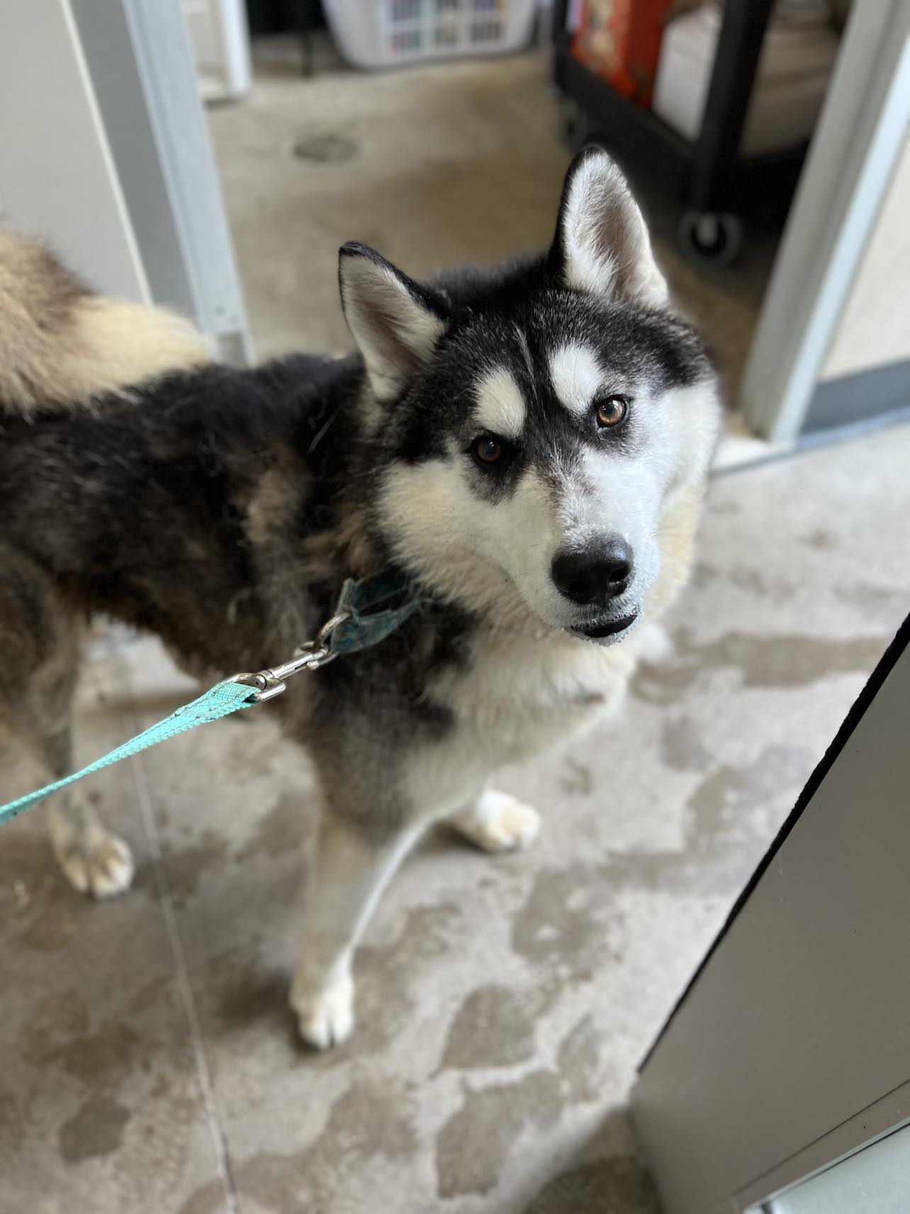 Bodhi, Adoptable, Adult Male Husky.
