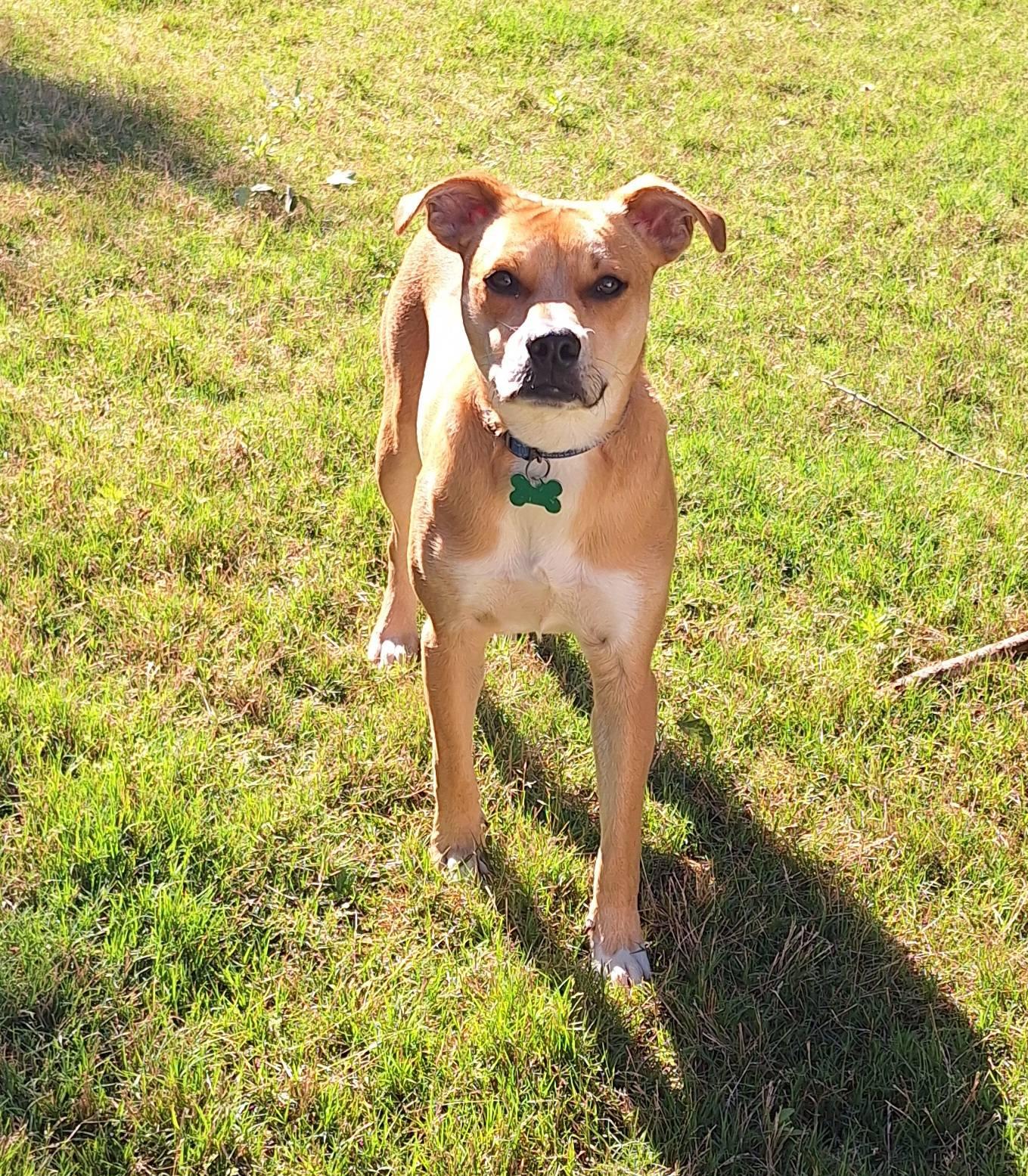 Scotcheroo, a Adoptable Terrier in Greenville, SC image 1/3