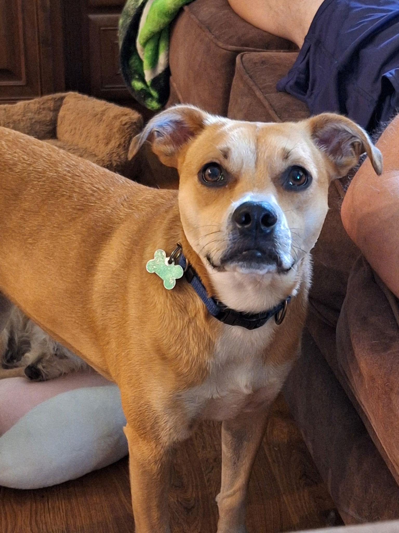 Scotcheroo, a Adoptable Terrier in Greenville, SC image 2/3