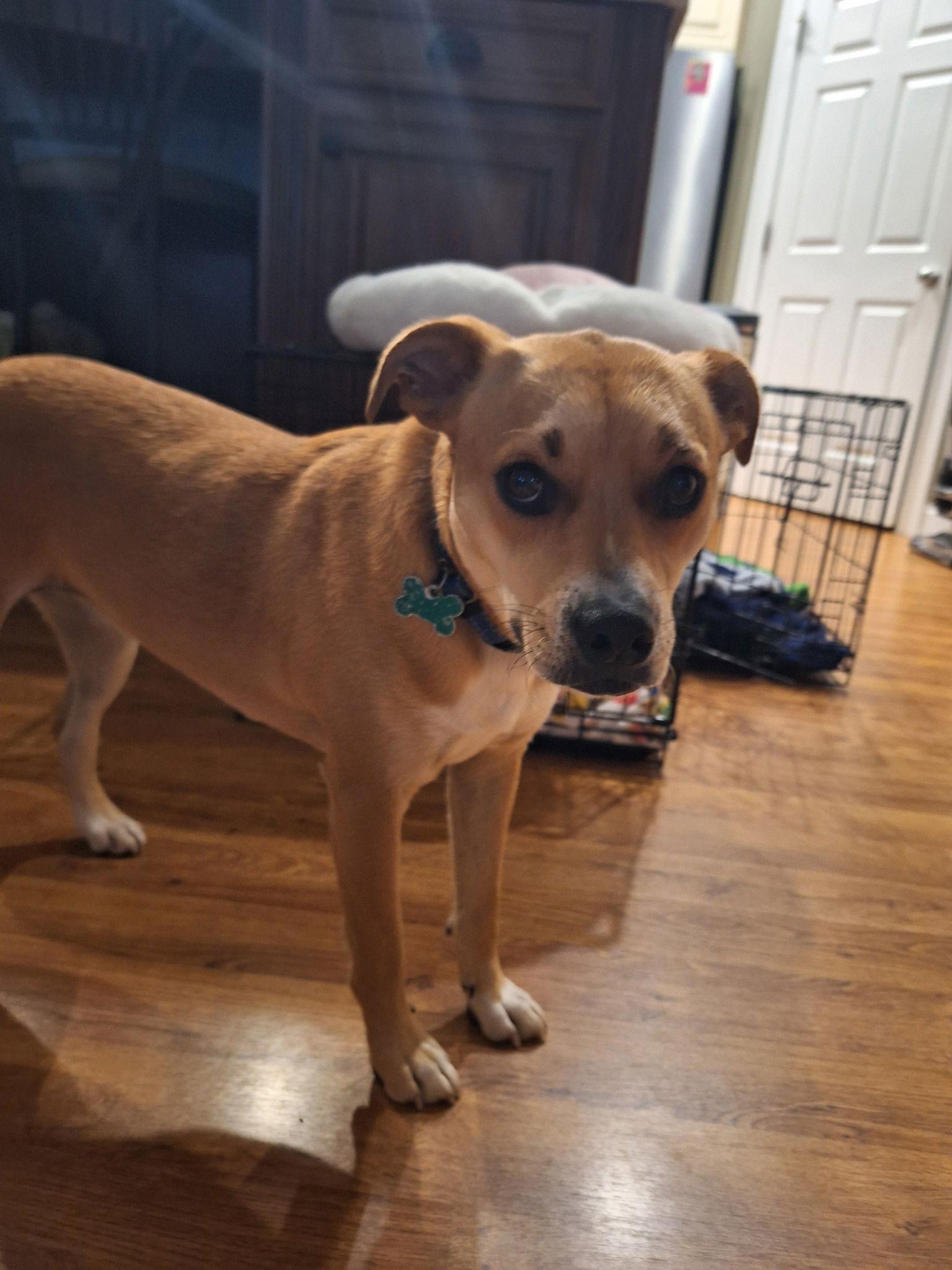 Scotcheroo, a Adoptable Terrier in Greenville, SC image 3/3