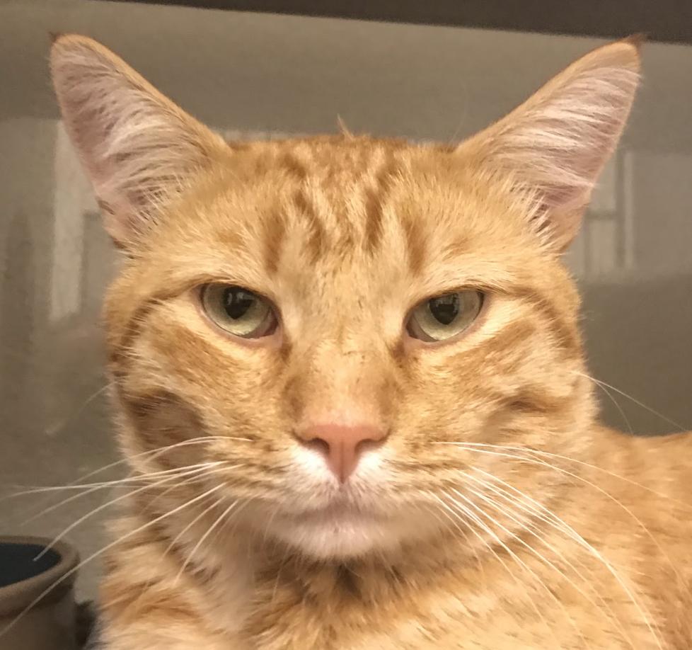 George, Adoptable, Adult Male Domestic Short Hair.