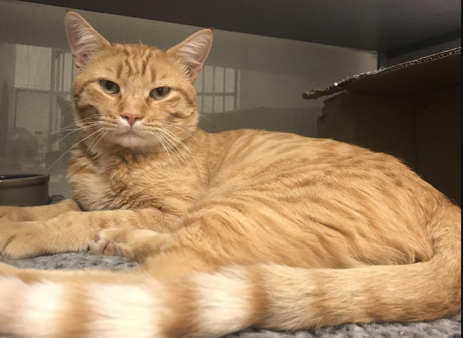 Enlarge George, a Adoptable Domestic Short Hair in Buena Vista, CO image 2/3