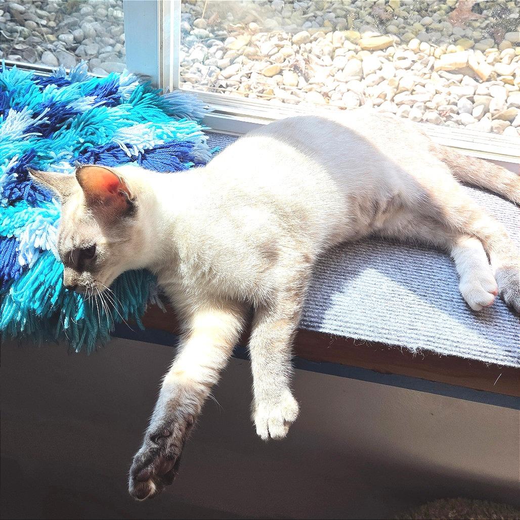 Amanda, Adoptable, Young Female Domestic Short Hair.