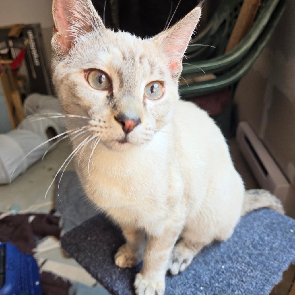 Enlarge Amanda, a Adoptable Domestic Short Hair in Traverse City, MI image 2/4