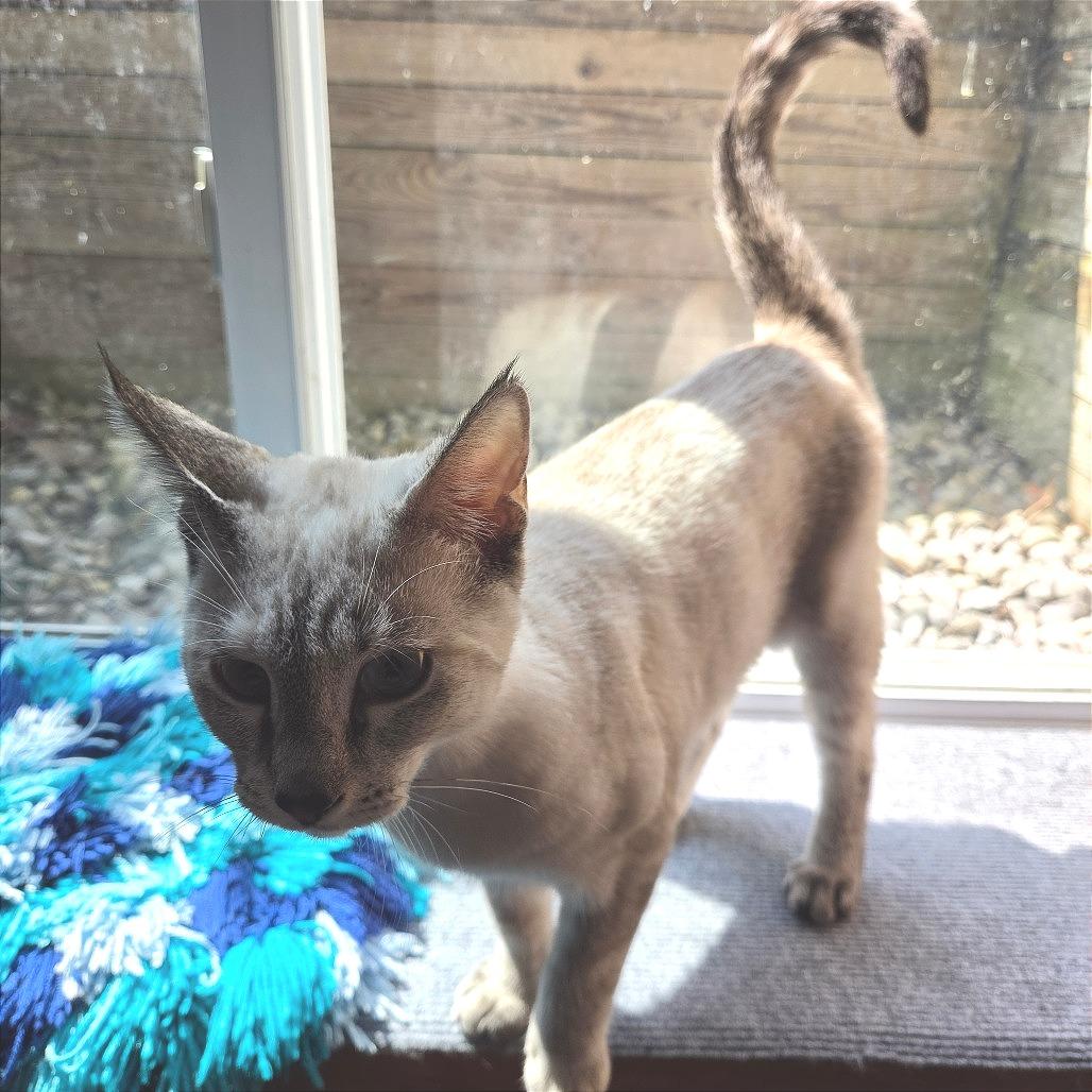 Enlarge Amanda, a Adoptable Domestic Short Hair in Traverse City, MI image 3/4