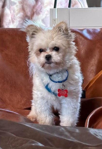 Sebastian, Adoptable, Adult Male Pekingese & Poodle.