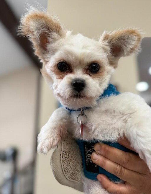 Sebastian, a Adoptable mixed breed in San Diego, CA image 1/3