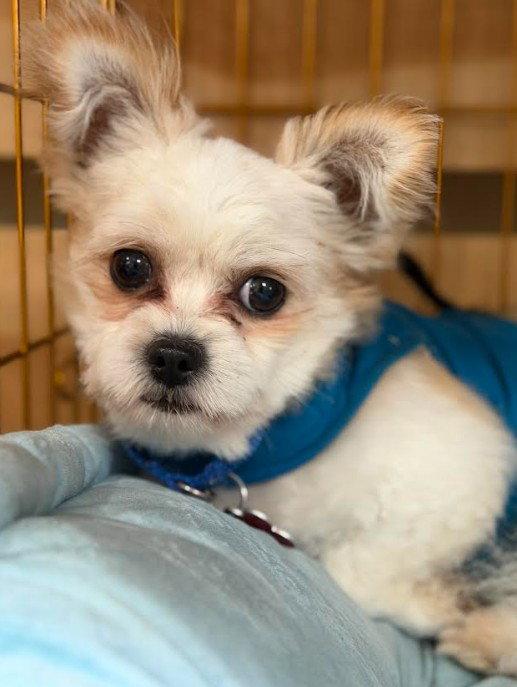 Sebastian, a Adoptable mixed breed in San Diego, CA image 2/3