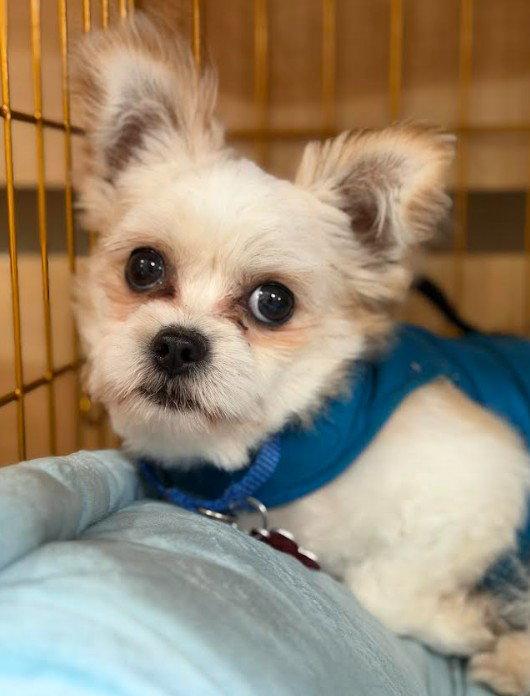 Sebastian, a Adoptable mixed breed in San Diego, CA image 3/3