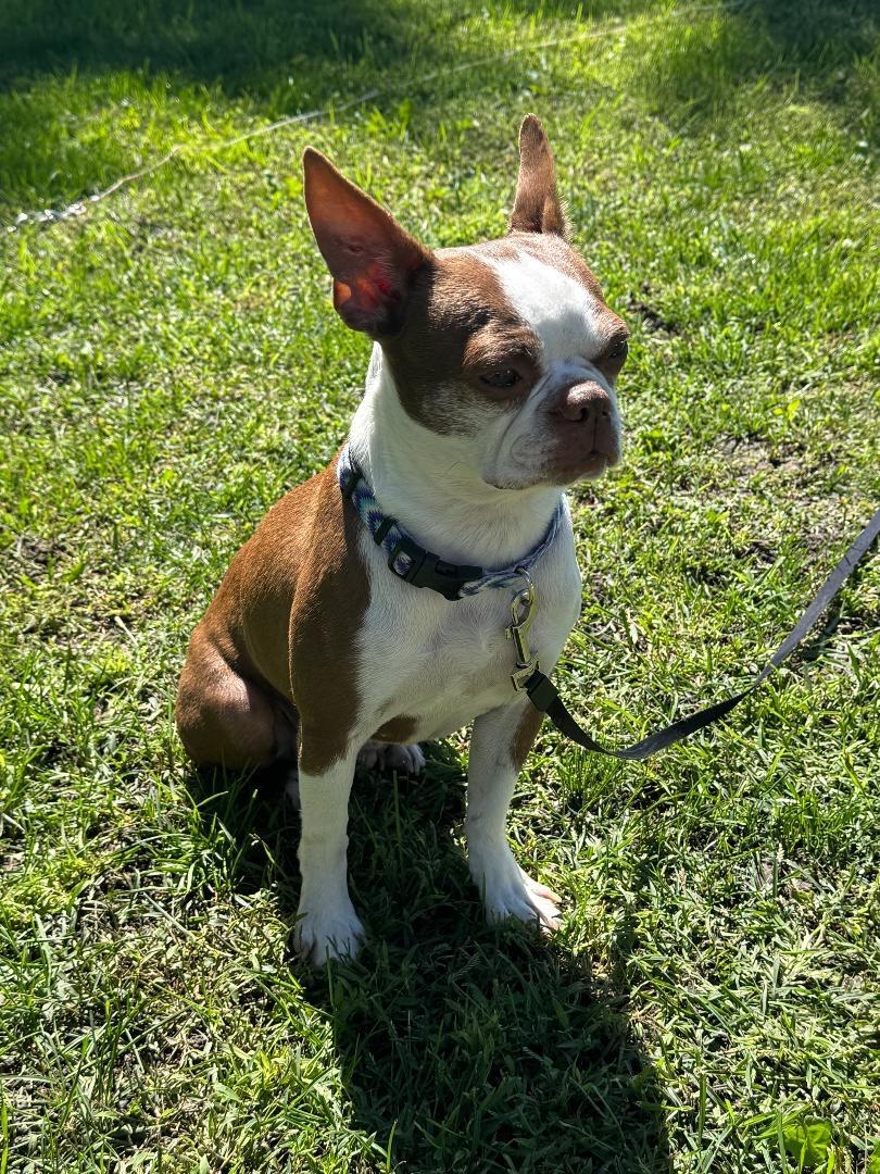 Enlarge Dizzy - pending, a Adoptable Boston Terrier in Des Moines, IA image 4/4
