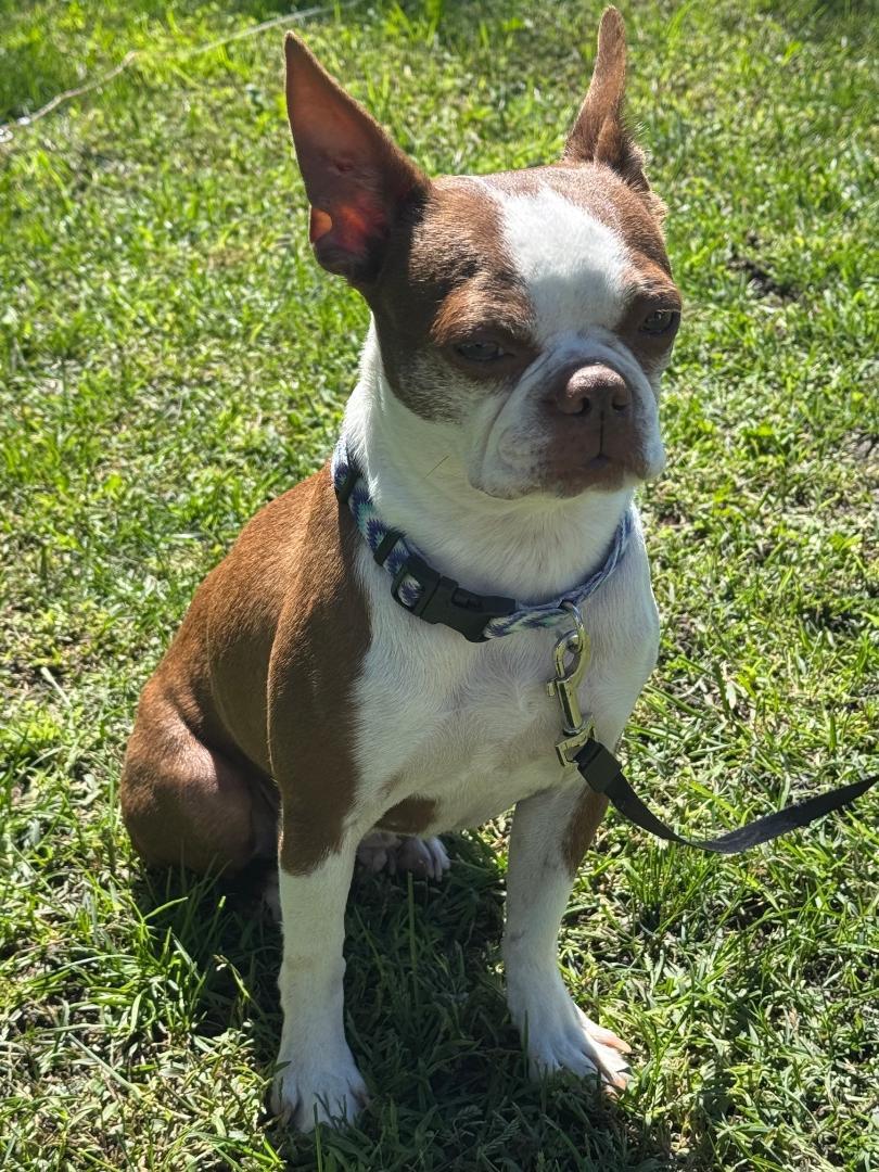Enlarge Dizzy - pending, a Adoptable Boston Terrier in Des Moines, IA image 2/4