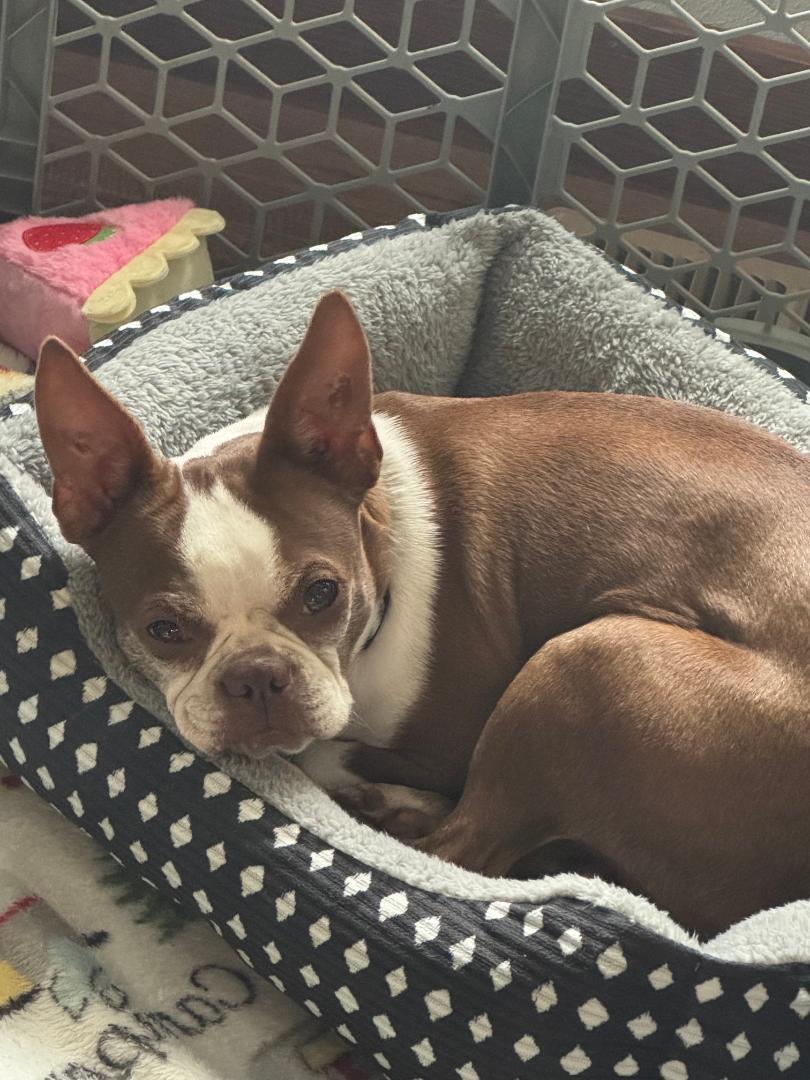 Dizzy - pending, Adoptable, Adult Female Boston Terrier.