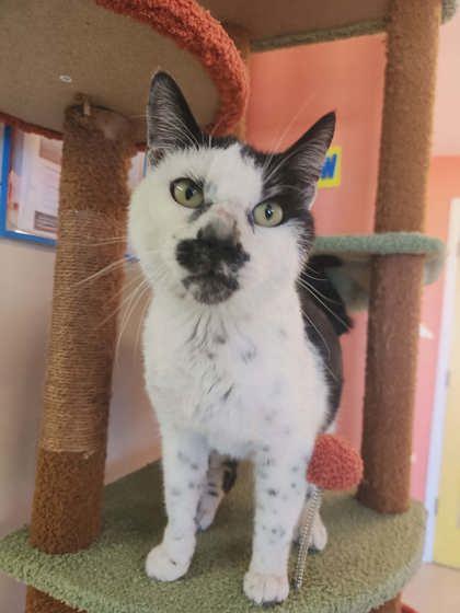 Patchwork, Adoptable, Adult Male Domestic Short Hair & Domestic Short Hair.