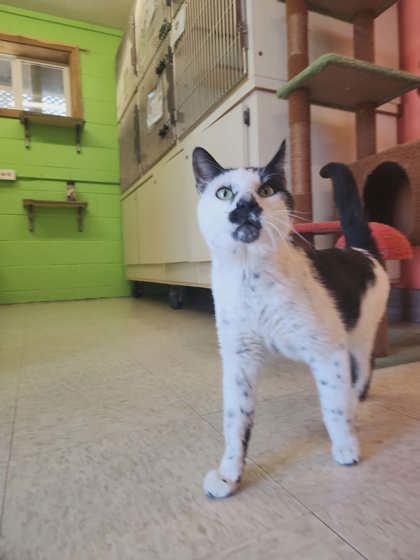 Enlarge Patchwork, a Adoptable mixed breed in Scottsbluff, NE image 2/3