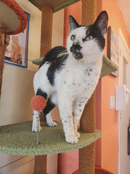 Enlarge Patchwork, a Adoptable mixed breed in Scottsbluff, NE image 3/3