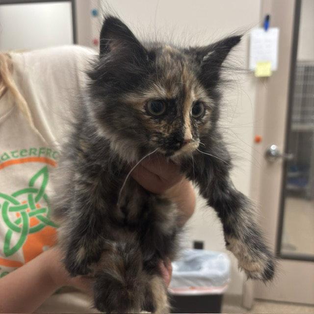 Honeybee, Adoptable, Kitten Female Domestic Medium Hair.