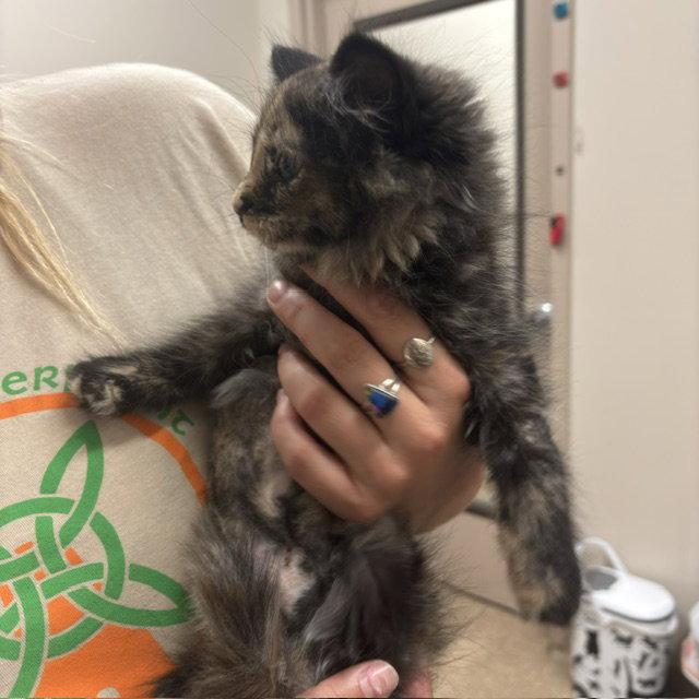 Honeybee, a Adoptable Domestic Medium Hair in Holland, MI image 3/3