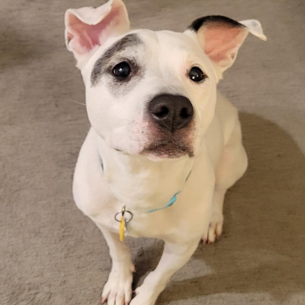 Enlarge Yayo, a Adoptable Pit Bull Terrier in Philadelphia, PA image 1/6