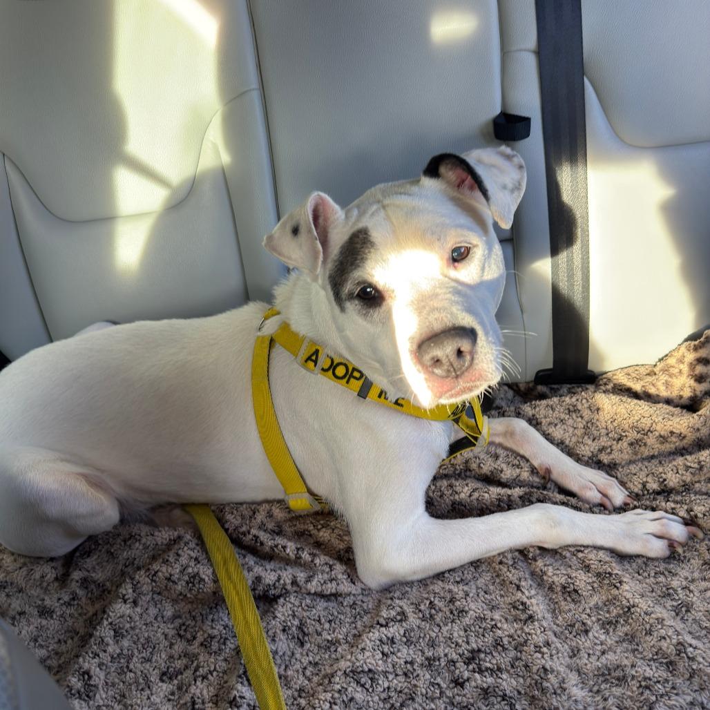 Yayo, a Adoptable Pit Bull Terrier in Philadelphia, PA image 1/6