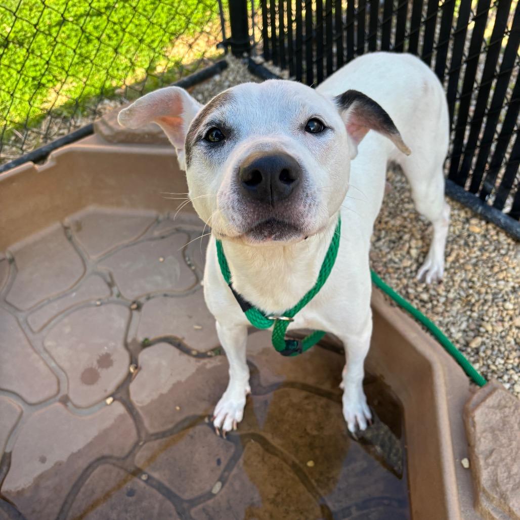 Yayo, a Adoptable Pit Bull Terrier in Philadelphia, PA image 2/6