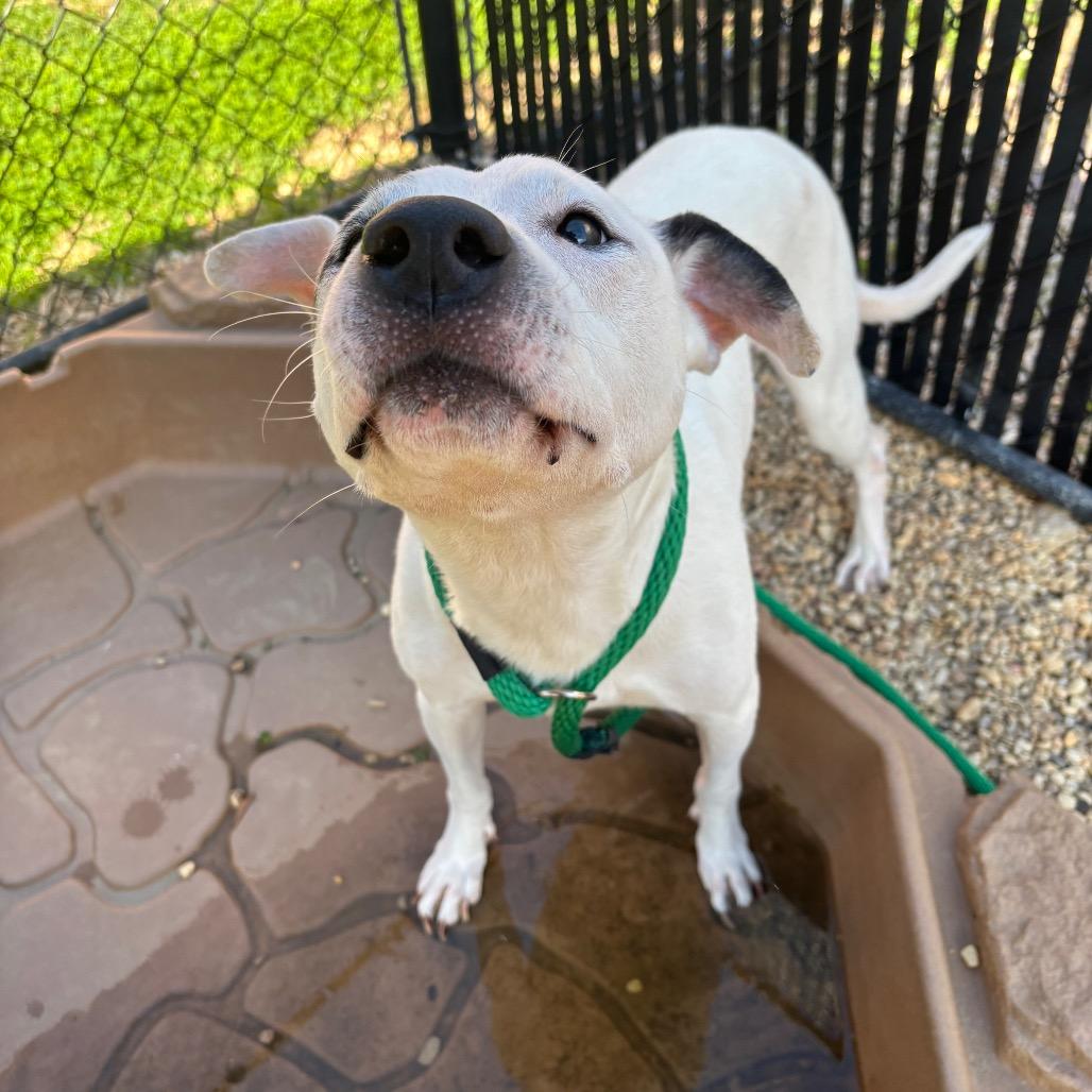 Yayo, a Adoptable Pit Bull Terrier in Philadelphia, PA image 3/6