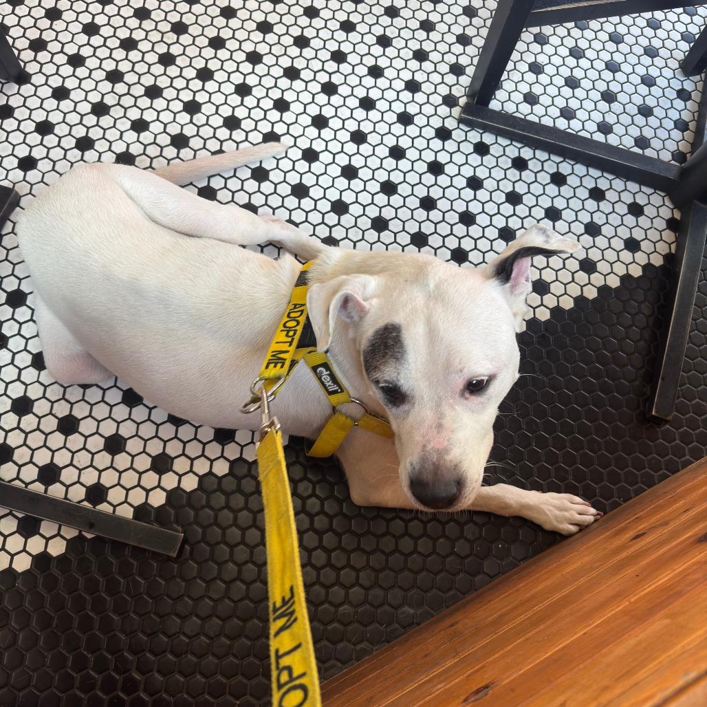 Yayo, a Adoptable Pit Bull Terrier in Philadelphia, PA image 4/6