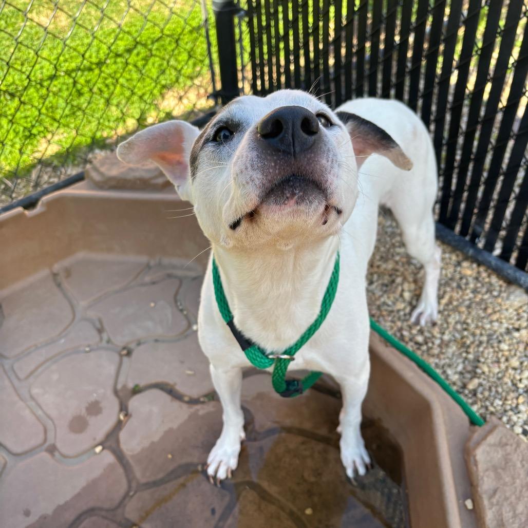 Enlarge Yayo, a Adoptable Pit Bull Terrier in Philadelphia, PA image 5/6